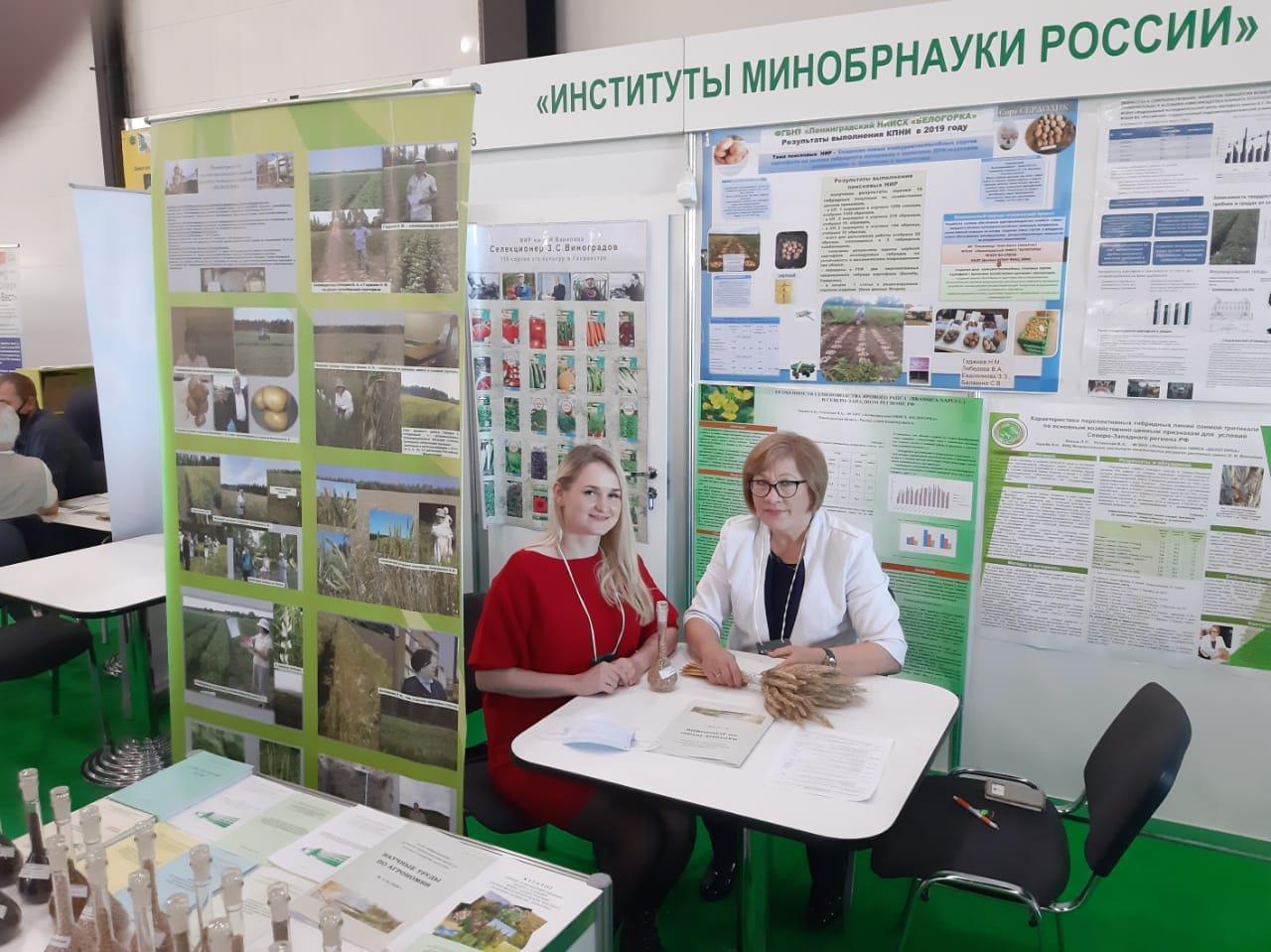 С 1 по 4 сентября 2021 года в Санкт-Петербурге, на площадке «ЭкспоФорум» состоялась 30-я Юбилейная международная агропромышленная выставка «АГРОРУСЬ». Ленинградский НИИСХ «Белогорка» – филиал ФГБНУ «ФИЦ картофеля имени А.Г. Лорха» принял участие в выставке, где представил свои научные достижения: новые сорта картофеля, пшеницы, ячменя, ржи, рапса, люпина и многолетних трав, созданные селекционерами института, методические рекомендации по возделыванию новых сортов сельскохозяйственных культур. Картинка