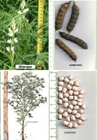 Сорт.люпина.узколистного."Олигарх"