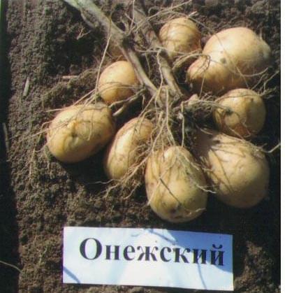 Сорт.картофеля."Онежский"