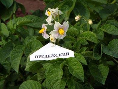 Сорт.картофеля."Оредежский"