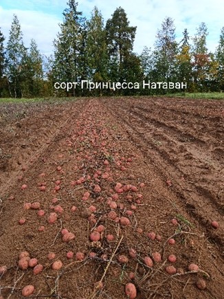 Сорт.картофеля."Принцесса.Натаван"